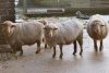 Avis_ories-sheep-Coburger_Fuchsschaf.jpg