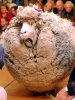 Neuseeland-Schaf.jpeg